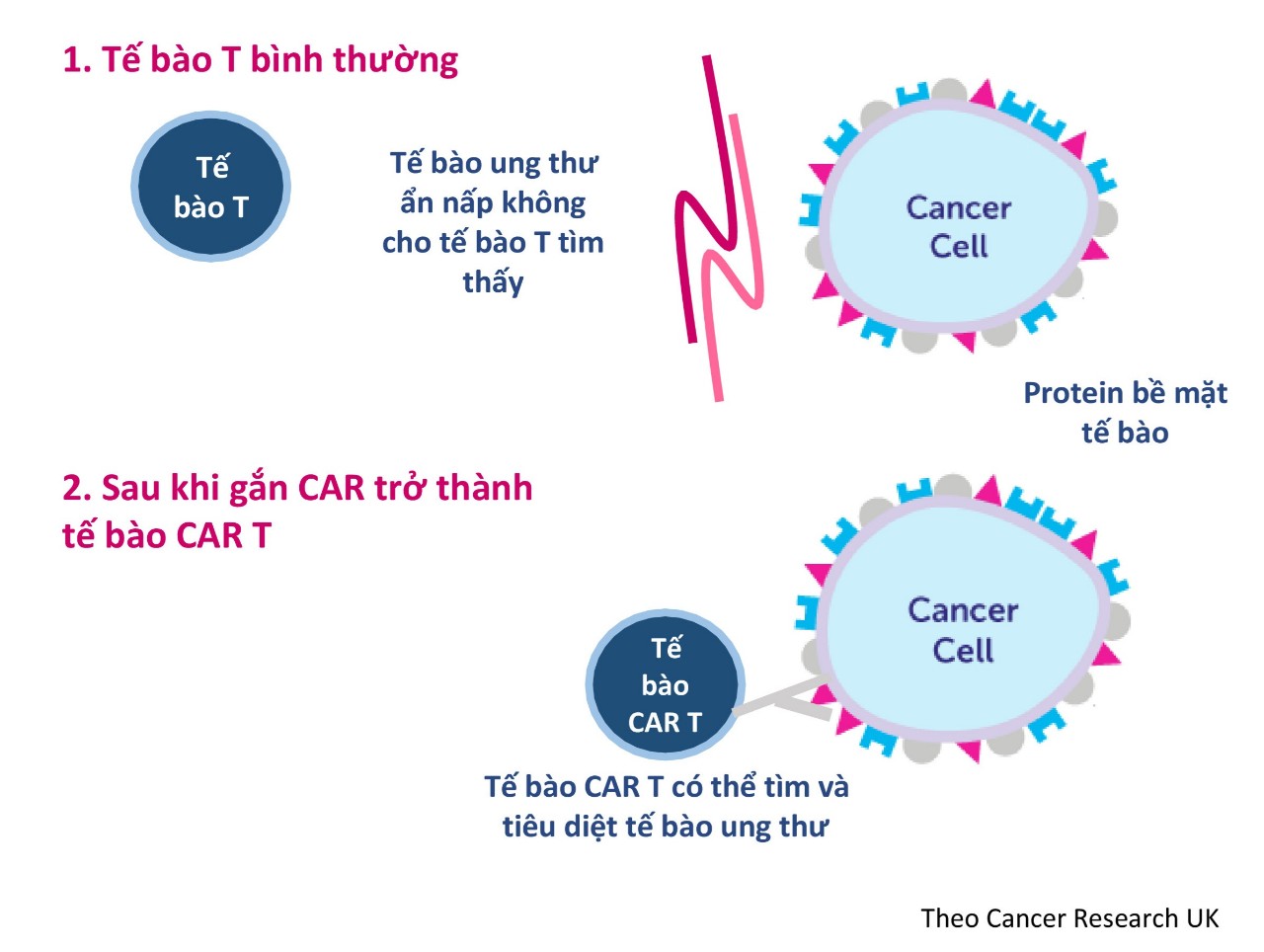 liệu pháp tế bào CAR-T điều trị ung thư